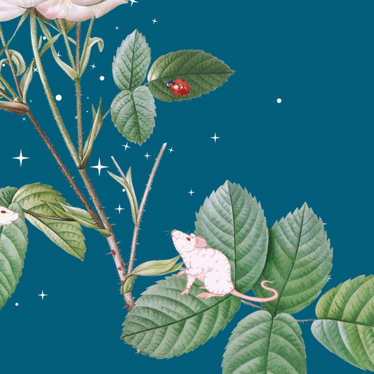 10 blank cards with envelopes - Midnight Mouse Nightfall