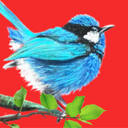 Unframed museum quality print - Fairy Wren
