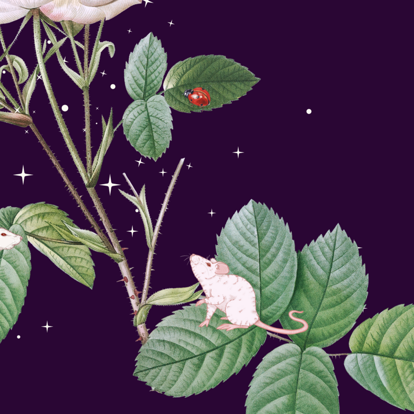 Unframed museum quality print - Midnight Mouse Belladonna
